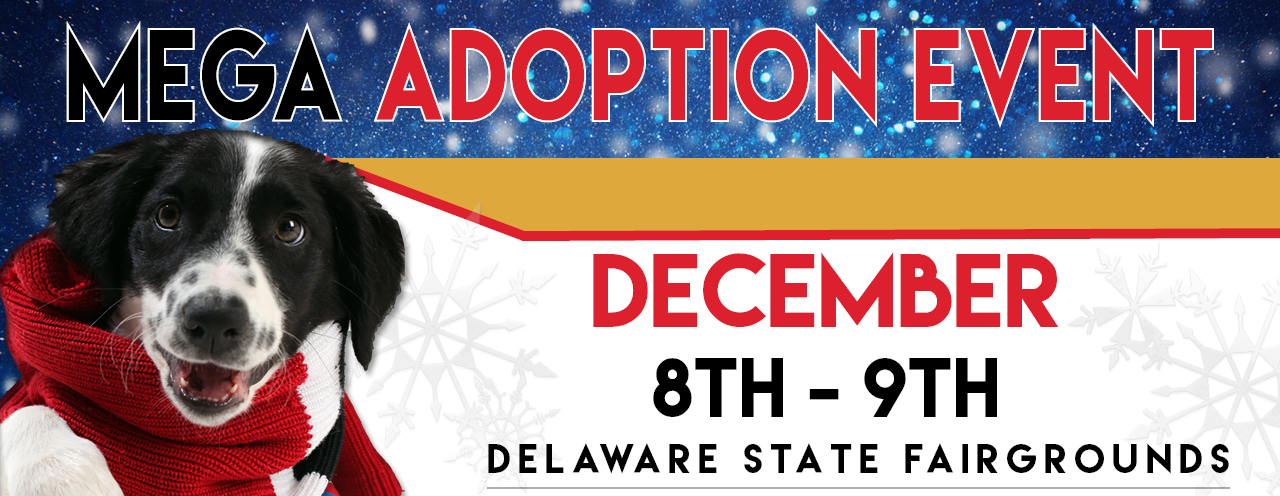 2018 Mega Adoption